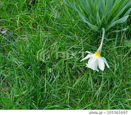 Daffodils Flowers Closeup, Yellow Narcissus, Early Spring Flowers with Selective Focus, Macro Photo Tulip Petals 105361697