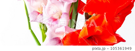 Summer bouquet of gladiolus Summer bouquet of gladiolus 105361949