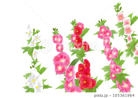 立葵（タチアオイ）の花のカード4 105361964