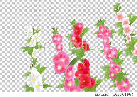 立葵（タチアオイ）の花のカード4 105361964