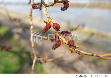 Spring Poplar Branch, Lime Buds, Young Tree Leaves on Blur Background, Spring Twig with New Green Leaves Spring Poplar Branch, Lime Buds, Young Tree Leaves on Blur Background, Spring Twig with New Green Leaves 105362046