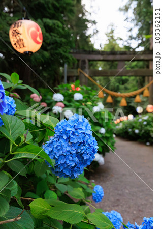 栃木県鹿沼市　磯山神社の紫陽花 105362151