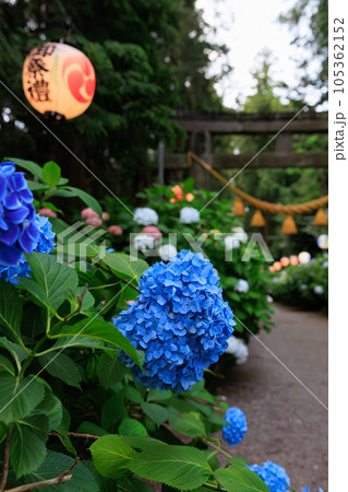 栃木県鹿沼市　磯山神社の紫陽花 105362152