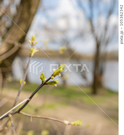 Spring Branch, Lime Buds, Young Tree Leaves on Blur Background, Spring Twig with New Green Leaves Spring Branch, Lime Buds, Young Tree Leaves on Blur Background, Spring Twig with New Green Leaves 105362342