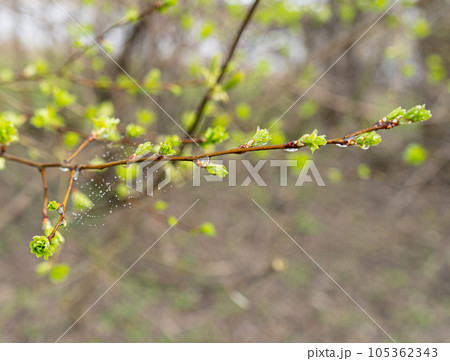 Spring Branch, Lime Buds, Young Tree Leaves on Blur Background, Spring Twig with New Green Leaves 105362343