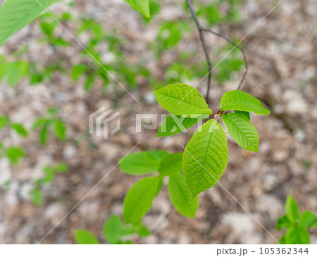 Spring Branch, Lime Buds, Young Tree Leaves on Blur Background, Spring Twig with New Green Leaves 105362344