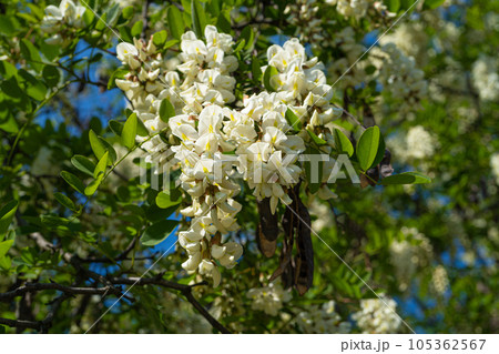 White Acacia Flowers, Blooming Robinia Pseudoacacia, False Acacia or Black Locust 105362567