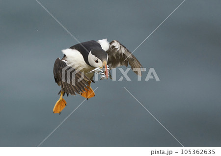 Puffin landing with fish Puffin landing with fish 105362635
