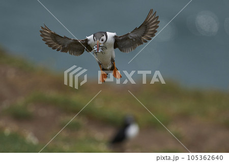 Puffin landing with fish 105362640