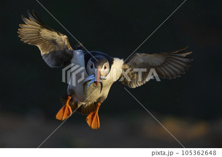 Puffin landing with fish 105362648