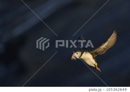 Puffin landing with fish 105362649