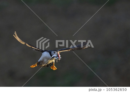 Puffin landing with fish 105362650