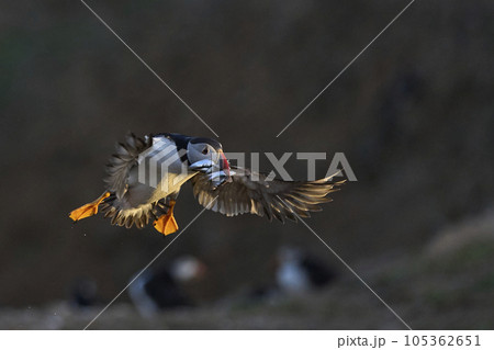 Puffin landing with fish 105362651