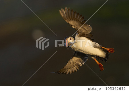 Puffin landing with fish 105362652