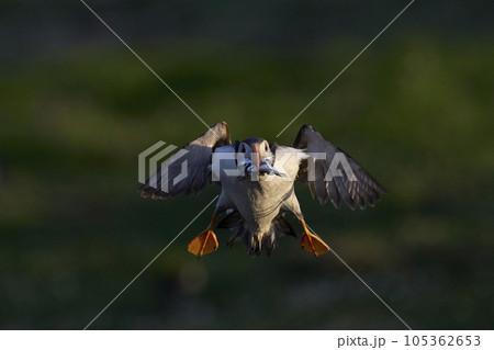 Puffin landing with fish 105362653