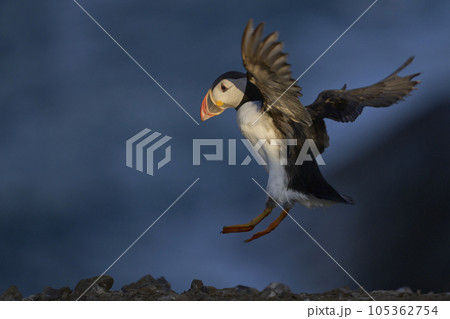 Puffin landing 105362754
