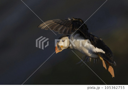 Puffin landing 105362755
