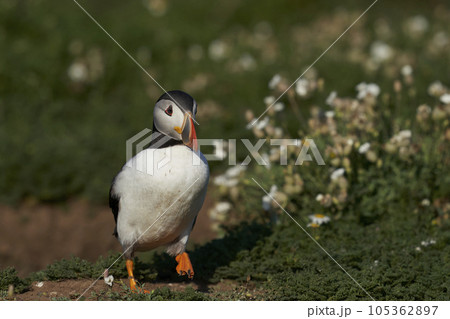 Atlantic Puffin on Skomer Island Atlantic Puffin on Skomer Island 105362897