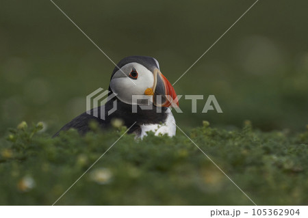 Atlantic Puffin on Skomer Island 105362904