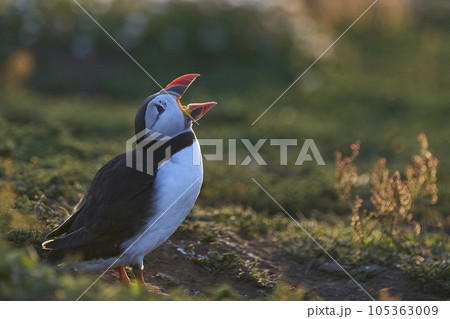 Puffin calling 105363009