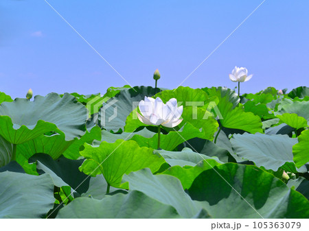 霞ヶ浦湖畔の蓮田に咲く白い蓮根の花 105363079