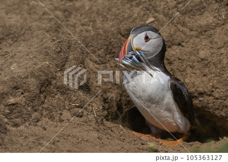 Puffin with fish hiding in a burrow Puffin with fish hiding in a burrow 105363127