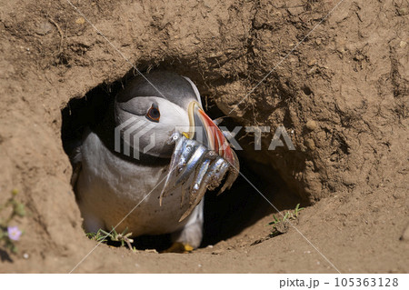 Puffin with fish hiding in a burrow Puffin with fish hiding in a burrow 105363128