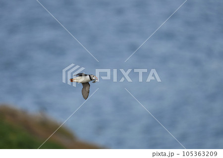 Puffin with fish in flight 105363209