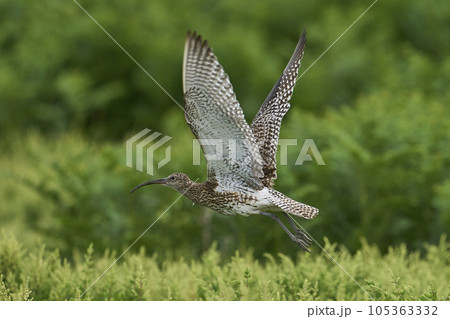 Curlew in flight Curlew in flight 105363332