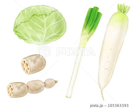 水彩で描いた冬野菜(冬キャベツ・れんこん・長ネギ・大根)の