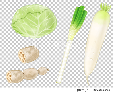 水彩で描いた冬野菜(冬キャベツ・れんこん・長ネギ・大根)のセット 105363393
