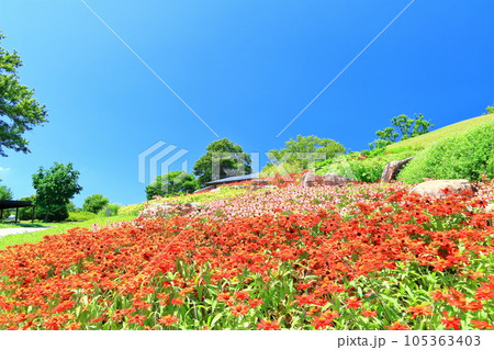 【香川県】夏の国営讃岐まんのう公園(お花畑と芝生広場) 【香川県】夏の国営讃岐まんのう公園(お花畑と芝生広場) 105363403
