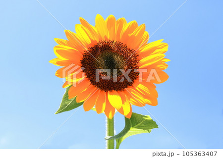 【香川県】夏の国営讃岐まんのう公園(ひまわり畑) 【香川県】夏の国営讃岐まんのう公園(ひまわり畑) 105363407