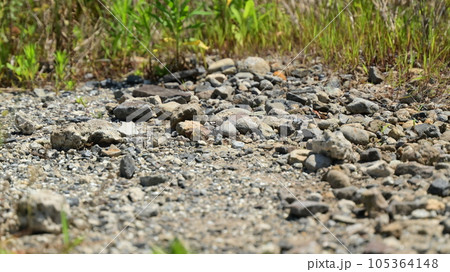 空き地 荒地 雑草 土地 vacant lot 空き地 荒地 雑草 土地 vacant lot 105364148