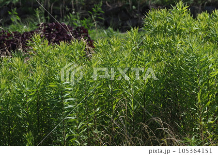空き地 荒地 雑草 土地 vacant lot 空き地 荒地 雑草 土地 vacant lot 105364151