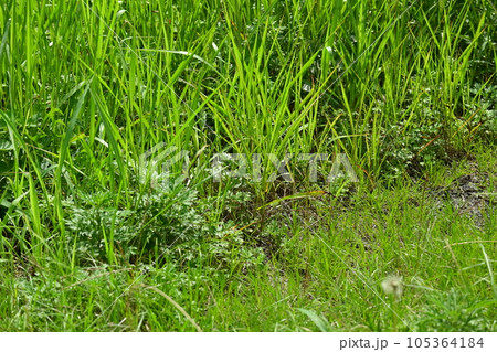 空き地　荒地　雑草　土地　vacant lot 105364184