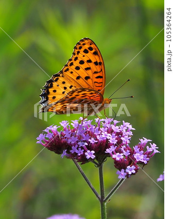 チョウ（ツマグロヒョウモン：オス）Indian Fritillary 105364264