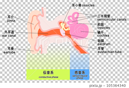 Simple ear structure schematic 105364340