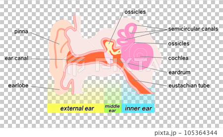 Simplified Ear Inner Ear Diagram Simple