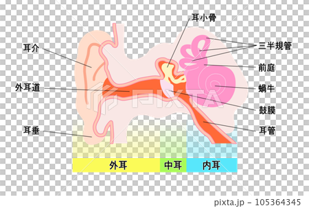 シンプルな耳の構造概略図 105364345