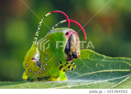 Beautiful caterpillar in a frightening pose, unique animal behaviour Beautiful caterpillar in a frightening pose, unique animal behaviour 105364502