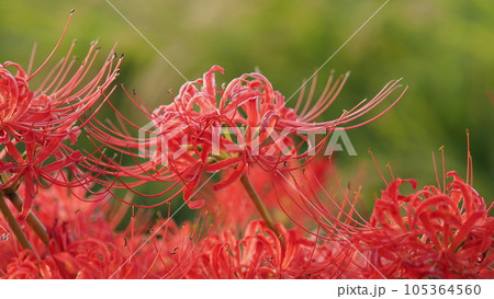 ヒガンバナ(リコリス) 105364560