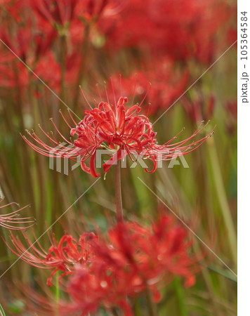 ヒガンバナ(リコリス) ヒガンバナ(リコリス) 105364584