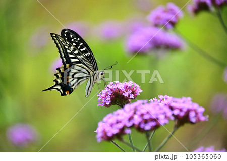 アゲハチョウ(Swallowtail butterfly) 105365060