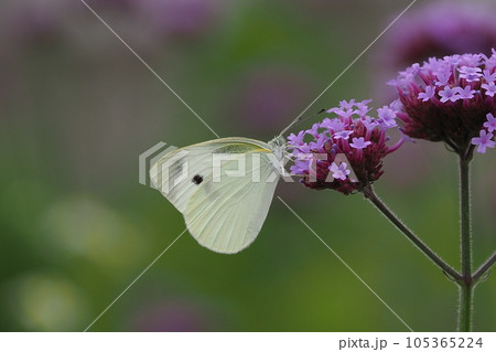 モンシロチョウ(Small Cabbage White) 105365224