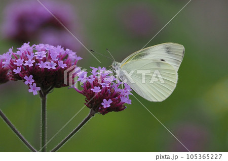 モンシロチョウ(Small Cabbage White) 105365227