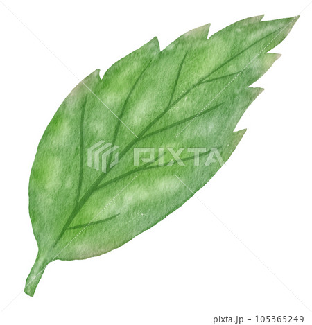 green leaf watercolor green leaf watercolor 105365249