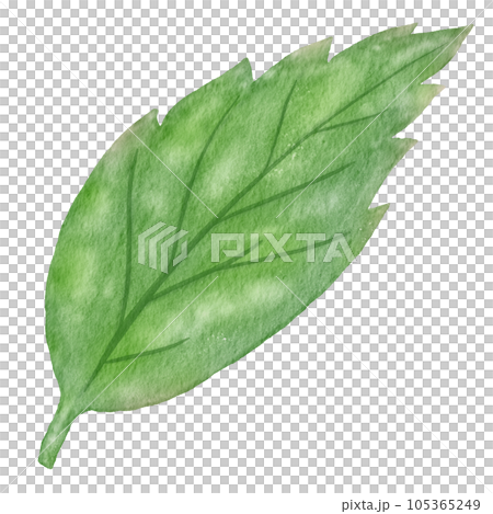 green leaf watercolor green leaf watercolor 105365249