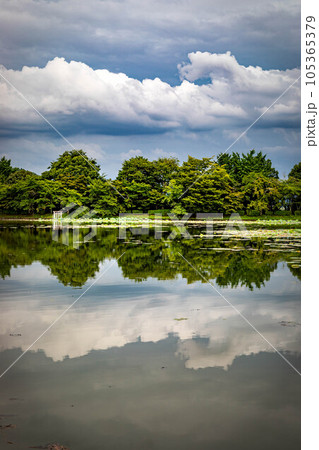 大覚寺門跡の夏、にわか雨の後に静かな水鏡となった大沢池に夏の雲が映る 105365379
