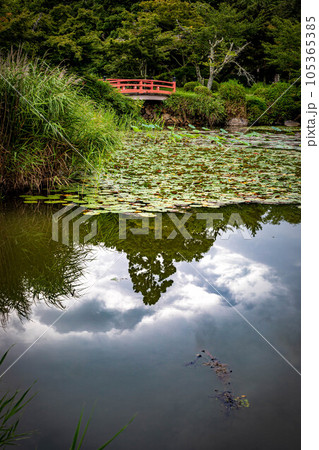 大覚寺門跡の夏、にわか雨の後に静かな水鏡となった大沢池の夏景色に朱塗りの橋が映える 105365385